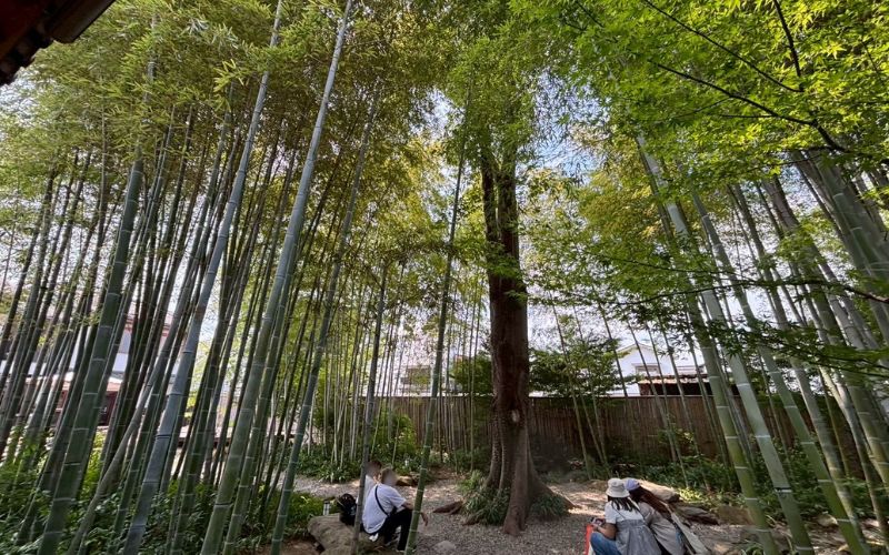 倉敷美観地区の竹林の小径