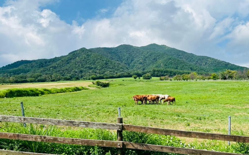 ひるぜんジャージーランドで放牧されるジャージー牛と蒜山高原の景色